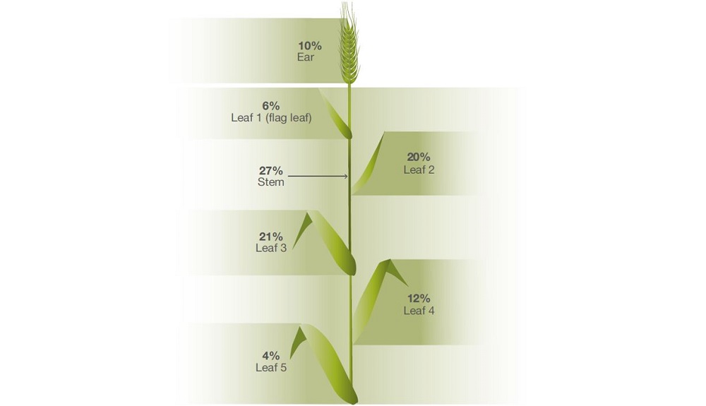 Illustration showing the distribution of green area in winter barley
